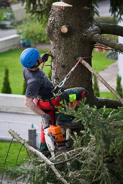 Best Tree Health Inspection  in Star City, WV